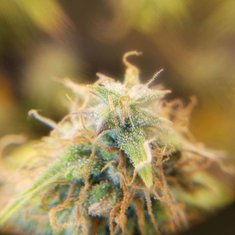 Geloctane  growlog photo: Better close up of super skunk 