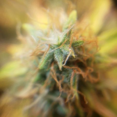 Geloctane  growlog photo: Better close up of super skunk 