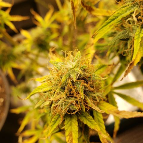 Geloctane  growlog photo: Better close up of super skunk 