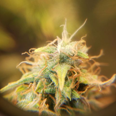 Geloctane  growlog photo: Better close up of super skunk 