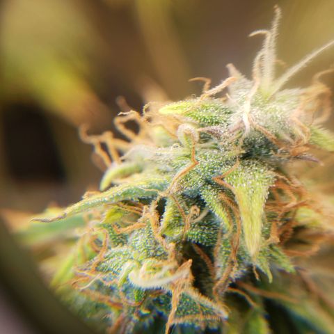 Geloctane  growlog photo: Better close up of super skunk 