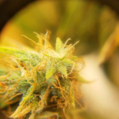 Geloctane  growlog photo: Better close up of super skunk 