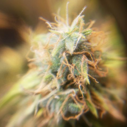 Geloctane  growlog photo: Better close up of super skunk 