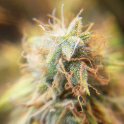 Geloctane  growlog photo: Better close up of super skunk 