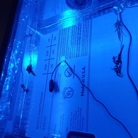 Geloctane  growlog photo: Installed second motor for drying Chandelier and installed LED lights