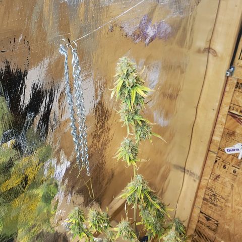 Geloctane  growlog photo: Basically shes ready to be harvested I'm just trying to get the drying chamber set up and running a 100%