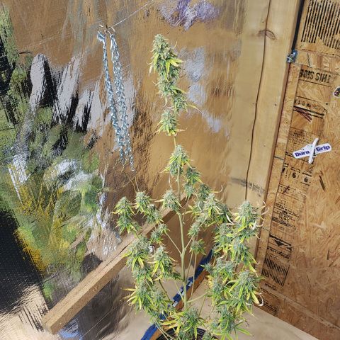 Geloctane  growlog photo: Basically shes ready to be harvested I'm just trying to get the drying chamber set up and running a 100%