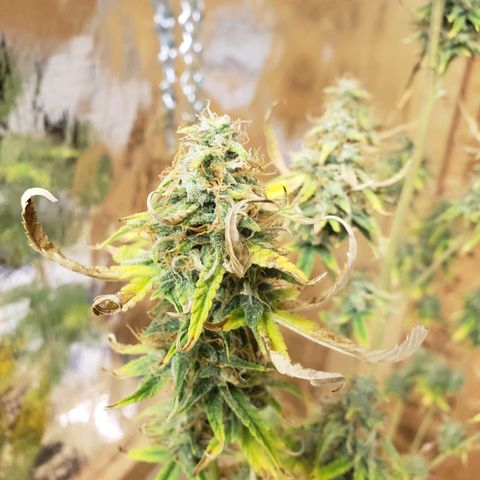 Geloctane  growlog photo: Basically shes ready to be harvested I'm just trying to get the drying chamber set up and running a 100%