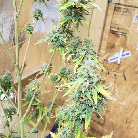 Geloctane  growlog photo: Basically shes ready to be harvested I'm just trying to get the drying chamber set up and running a 100%