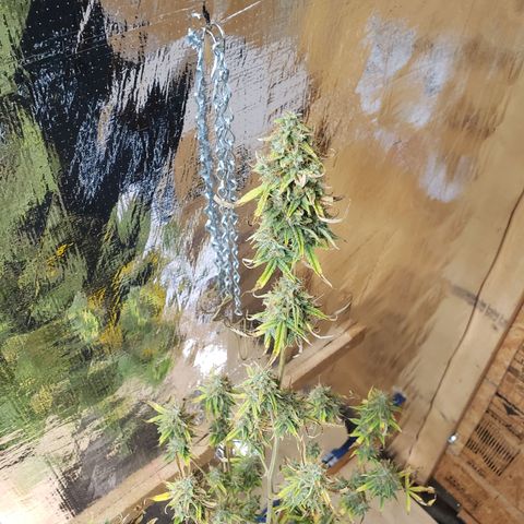 Geloctane  growlog photo: Basically shes ready to be harvested I'm just trying to get the drying chamber set up and running a 100%
