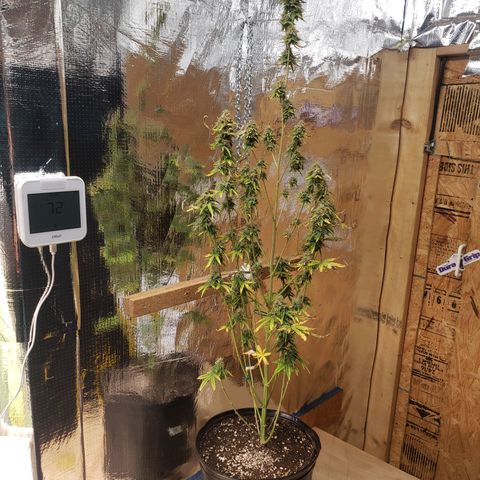 Geloctane  growlog photo: Basically shes ready to be harvested I'm just trying to get the drying chamber set up and running a 100%