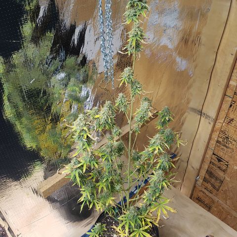 Geloctane  growlog photo: Basically shes ready to be harvested I'm just trying to get the drying chamber set up and running a 100%