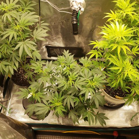Geloctane  growlog photo: Morning 