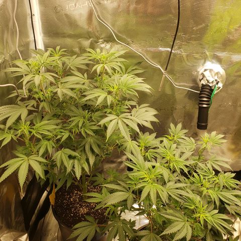 Geloctane  growlog photo: Morning 