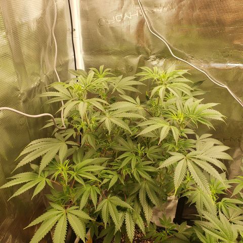 Geloctane  growlog photo: Morning 