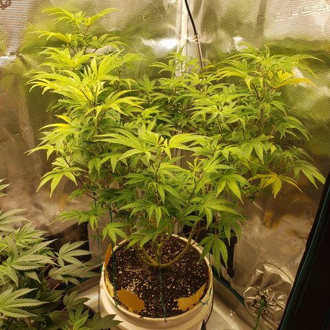Geloctane  growlog photo: Morning 