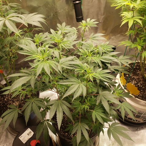 Geloctane  growlog photo: Morning 