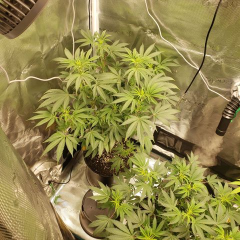 Geloctane  growlog photo: Morning 