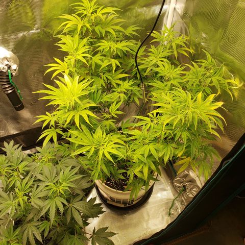 Geloctane  growlog photo: Morning 