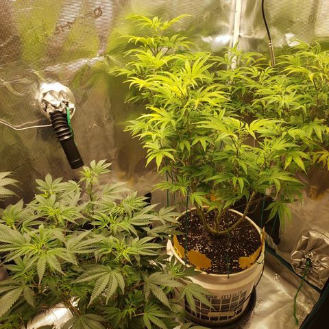 Geloctane  growlog photo: Morning 