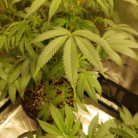 Geloctane  growlog photo: Morning 