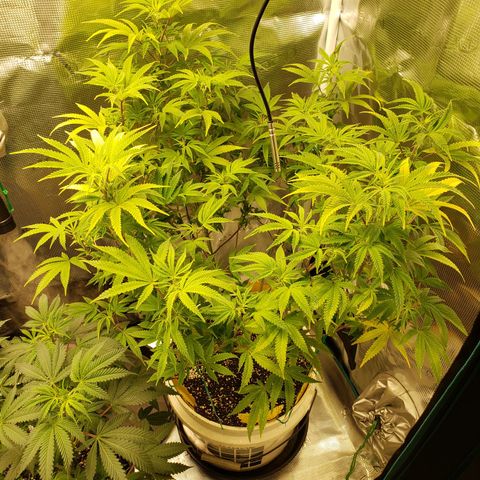 Geloctane  growlog photo: Morning 