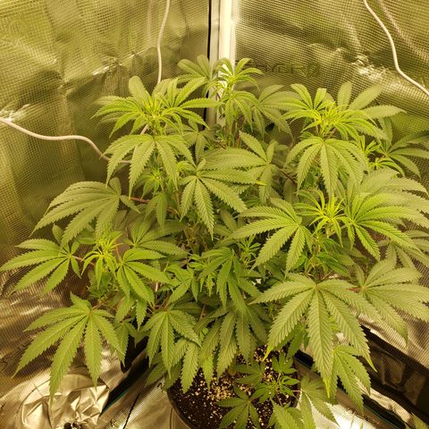 Geloctane  growlog photo: Morning 