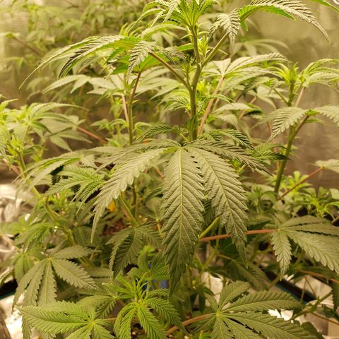 Geloctane  growlog photo: Morning 