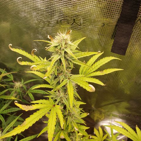 Geloctane  growlog photo: I think the dark purple colors from the cold at night 