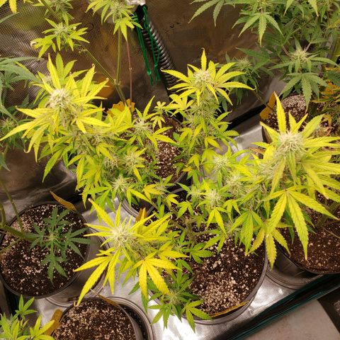 Geloctane  growlog photo: I think the dark purple colors from the cold at night 