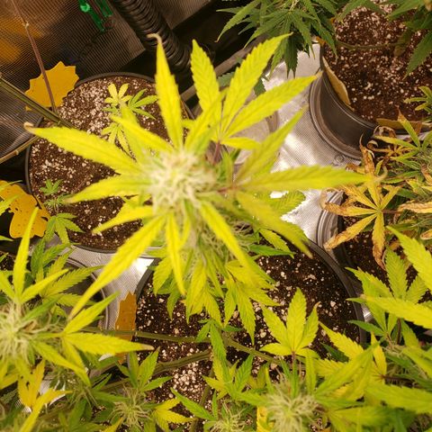Geloctane  growlog photo: I think the dark purple colors from the cold at night 