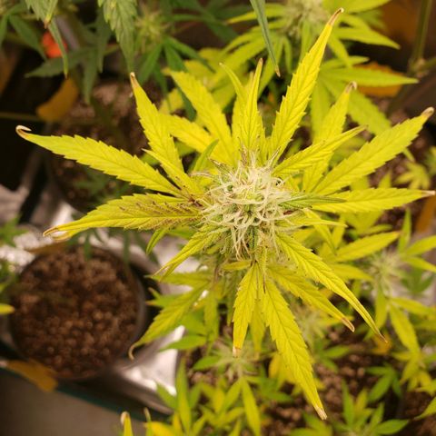 Geloctane  growlog photo: I think the dark purple is from the cold at night