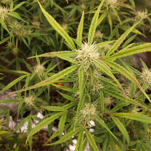 Geloctane  growlog photo: I think the dark purple is from the cold at night