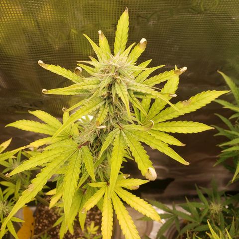 Geloctane  growlog photo: I think the dark purple is from the cold at night