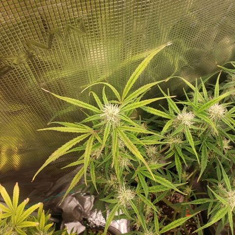 Geloctane  growlog photo: I think the dark purple is from the cold at night