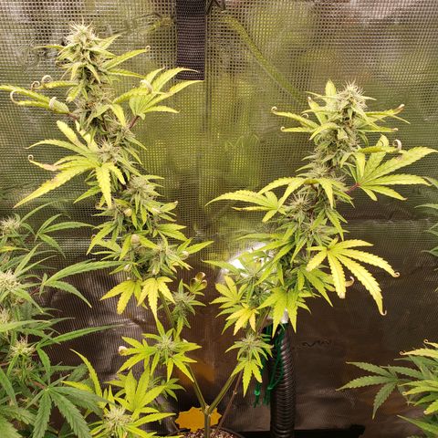 Geloctane  growlog photo: I think the dark purple colors from the cold at night 