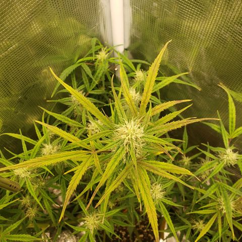 Geloctane  growlog photo: I think the dark purple is from the cold at night
