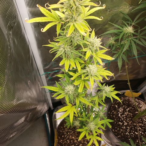 Geloctane  growlog photo: I think the dark purple colors from the cold at night 