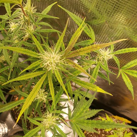 Geloctane  growlog photo: I think the dark purple is from the cold at night