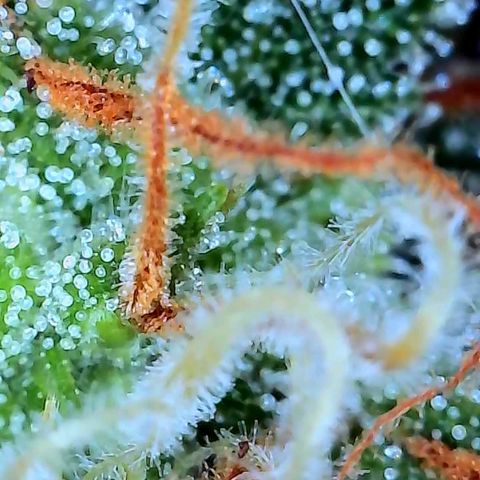 Geloctane  growlog photo: Pretty sure it's ready to harvest I might wait a day or 2