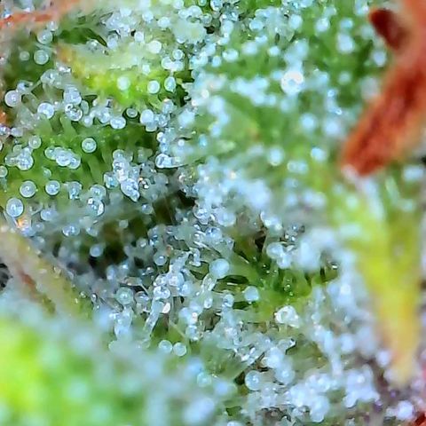 Geloctane  growlog photo: Pretty sure it's ready to harvest I might wait a day or 2