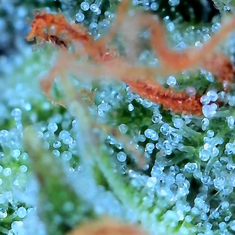 Geloctane  growlog photo: Pretty sure it's ready to harvest I might wait a day or 2