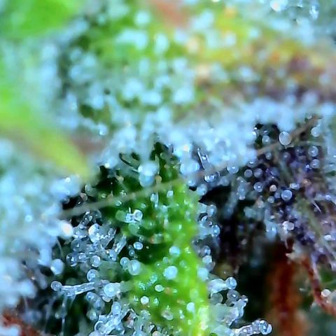 Geloctane  growlog photo: Pretty sure it's ready to harvest I might wait a day or 2
