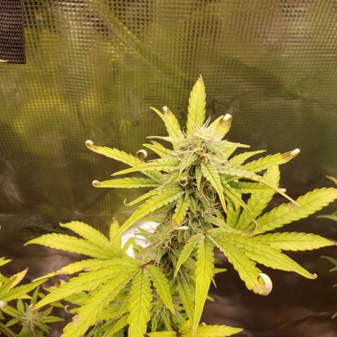 Geloctane  growlog photo: I think the dark purple colors from the cold at night 