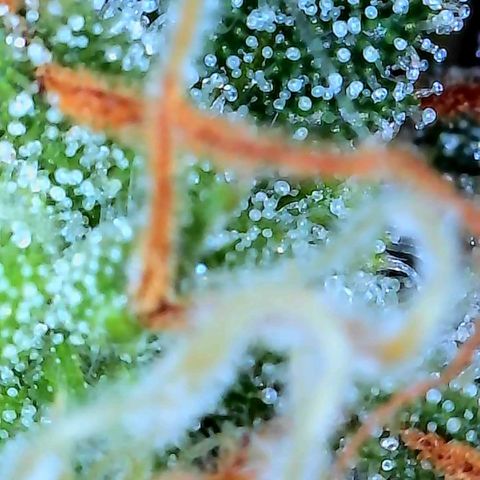 Geloctane  growlog photo: Pretty sure it's ready to harvest I might wait a day or 2