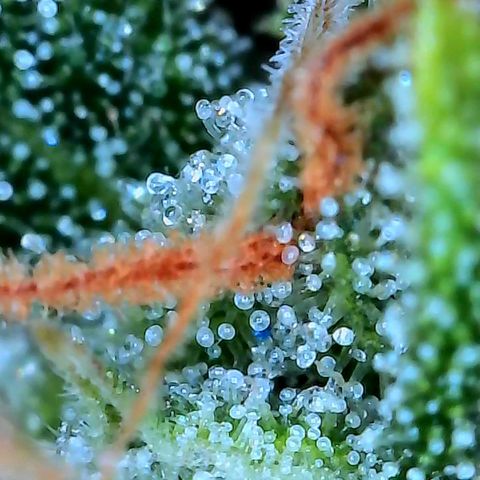 Geloctane  growlog photo: Pretty sure it's ready to harvest I might wait a day or 2