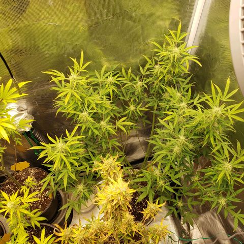 Geloctane  growlog photo: I think the dark purple colors from the cold at night 