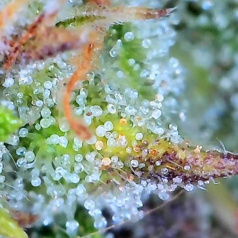 Geloctane  growlog photo: Pretty sure it's ready to harvest I might wait a day or 2