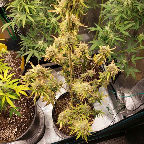 Geloctane  growlog photo: I think the dark purple colors from the cold at night 