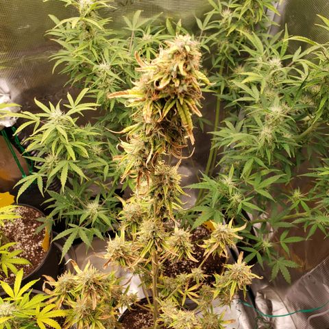 Geloctane  growlog photo: I think the dark purple colors from the cold at night 